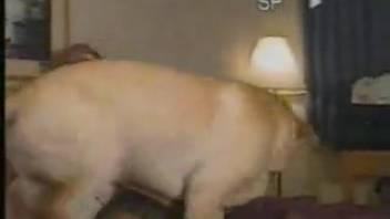 Chick banged by her boyfriend's dog when he was away
