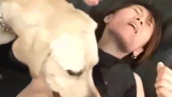 Slender Japanese mature woman frolics on the sofa with her obedient dog