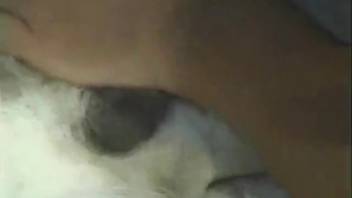 Blond Hispanic woman positions her beautiful vagina onto a mixed-breed dog's penis